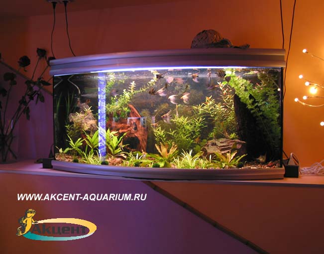 Акцент-аквариум,аквариум 160 литров с гнутым передним стеклом,со скаляриями и живыми растениями